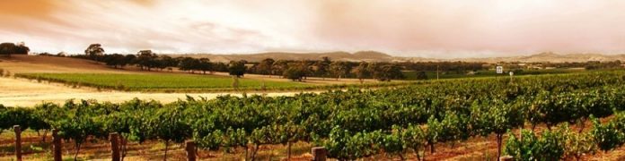 Podgorii zona Panciu